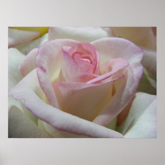 Delicate Love Rose Poster
