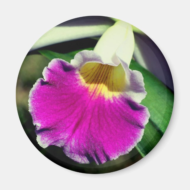 Delicate Orchid Flower Photography  Magnet (Front)