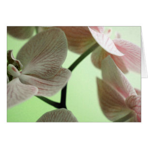 Delicate Orchids