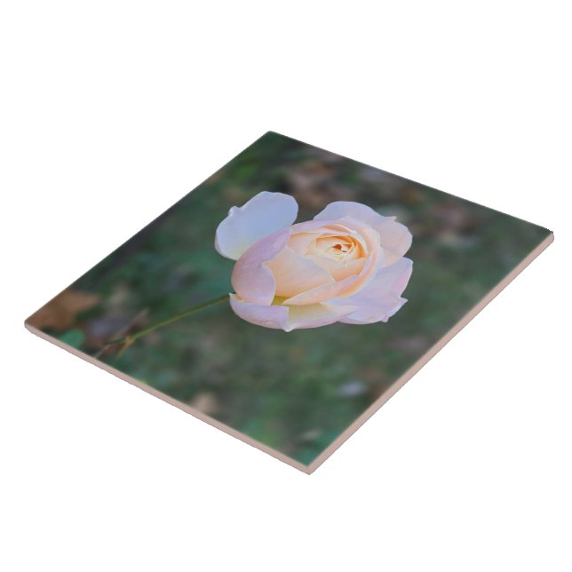 Delicate Pastel Pink Yellow Rose Tile (Side)