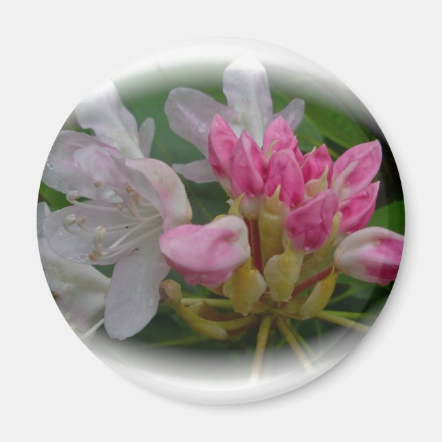 Delicate Pink Azaleas Magnet (Front)