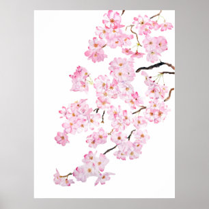 Delicate Pink cherry blossom watercolor 2024 2 Poster