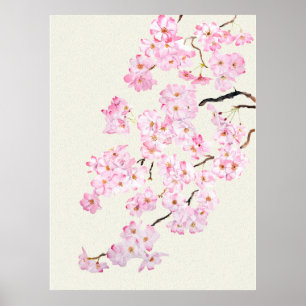 Delicate Pink cherry blossom watercolor 2024 Poster
