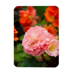 Delicate pink flower after the rain   magnet