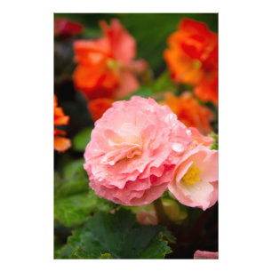 Delicate pink flower after the rain  photo print