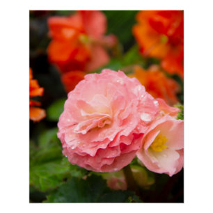 Delicate pink flower after the rain poster