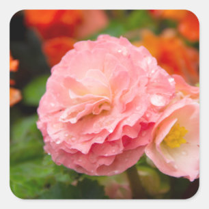 Delicate pink flower after the rain square sticker