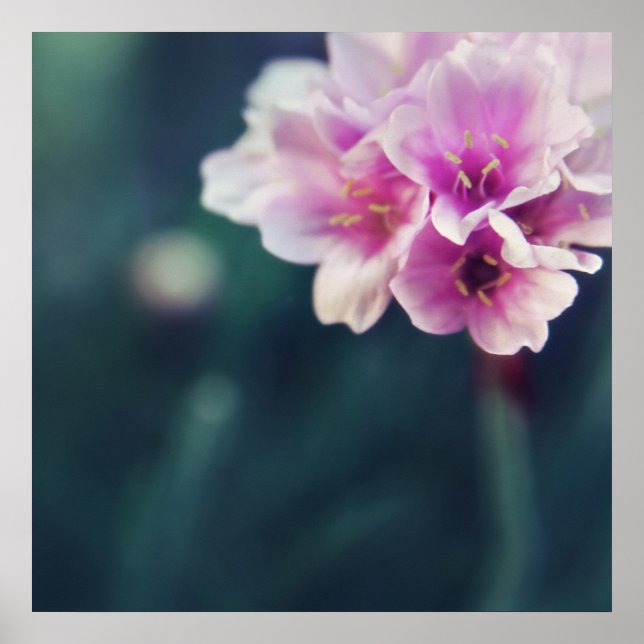 Delicate Pink Flowers Macro Abstract Poster (Front)