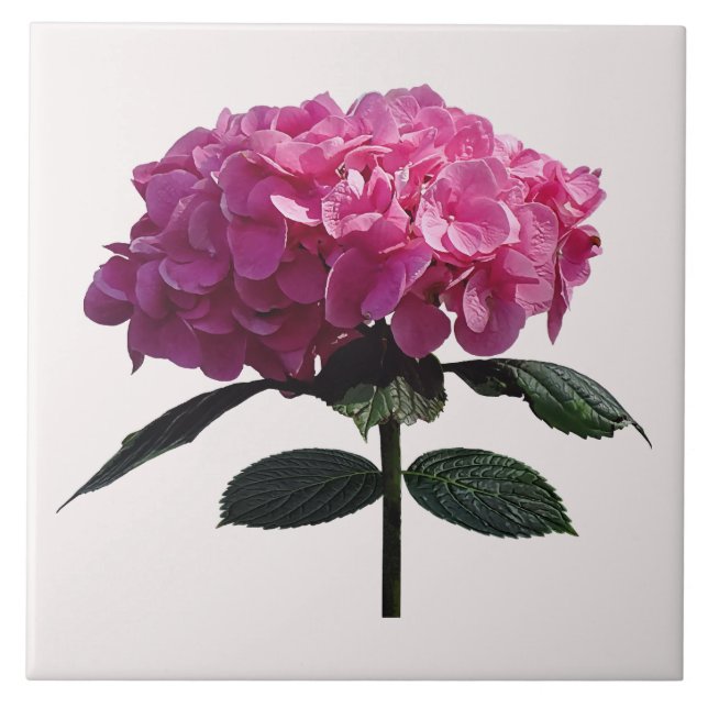 Delicate Pink Hydrangea Tile (Front)