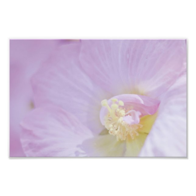 Delicate Pink Lavender Flower Photo Print (Front)
