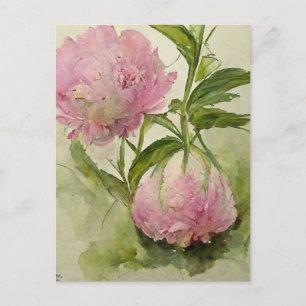 Delicate pink peonIes  Postcard