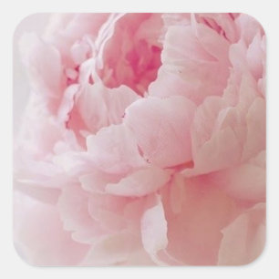 Delicate Pink Peony Stickers