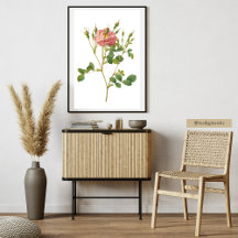 Delicate Pink Rose Botanical Art Print