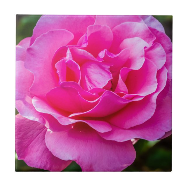 Delicate pink rose. tile (Front)