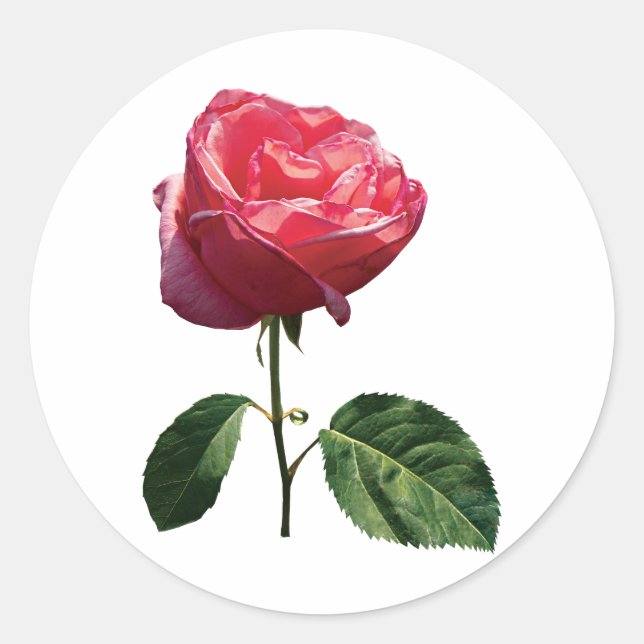 Delicate Pink Rosebud Classic Round Sticker (Front)