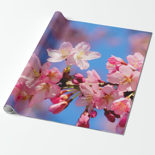 Delicate Pink Sakura Flowers Wrapping Paper (Unrolled)