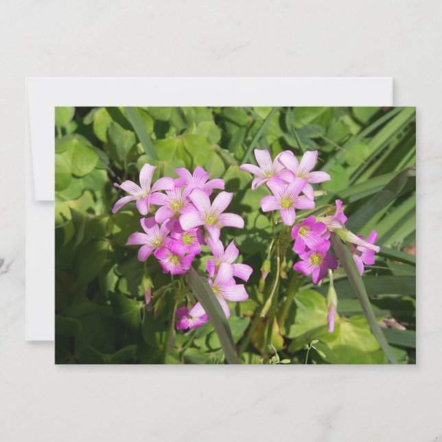 Delicate pink Spring wildflowers (Front)