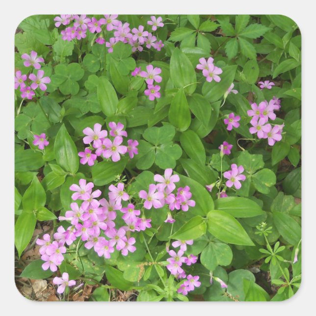 Delicate pink Spring wildflowers Square Sticker (Front)