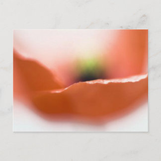 Delicate Poppy Postcard