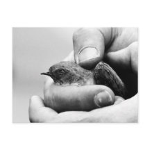 Delicate - postcard