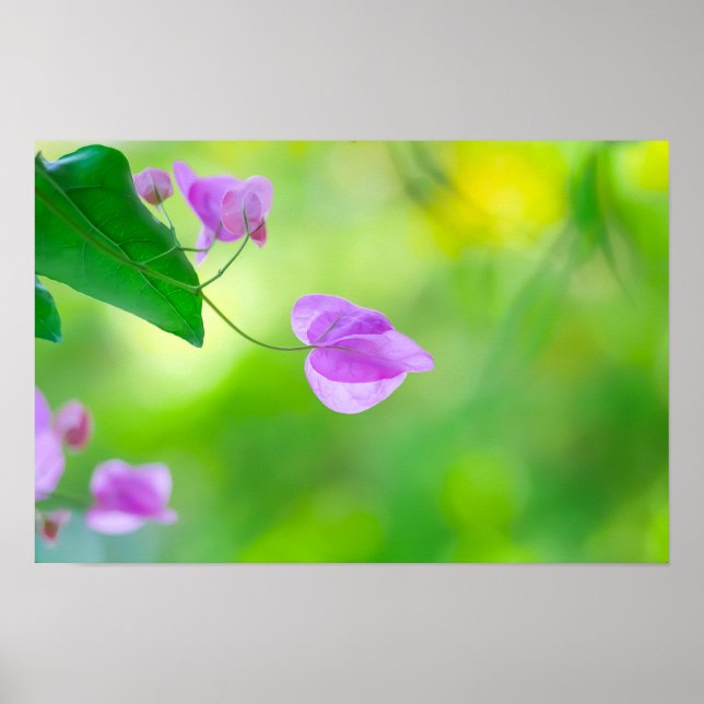 Delicate Purple Bougainvillea Poster (Front)