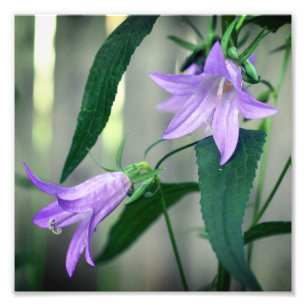 Delicate Purple Lily Flowers 8x8 Photo Print