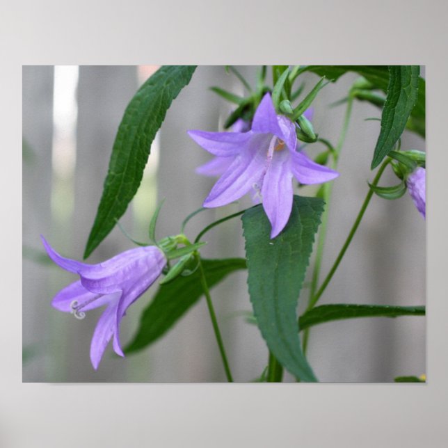 Delicate Purple Lily Flowers Poster (Front)