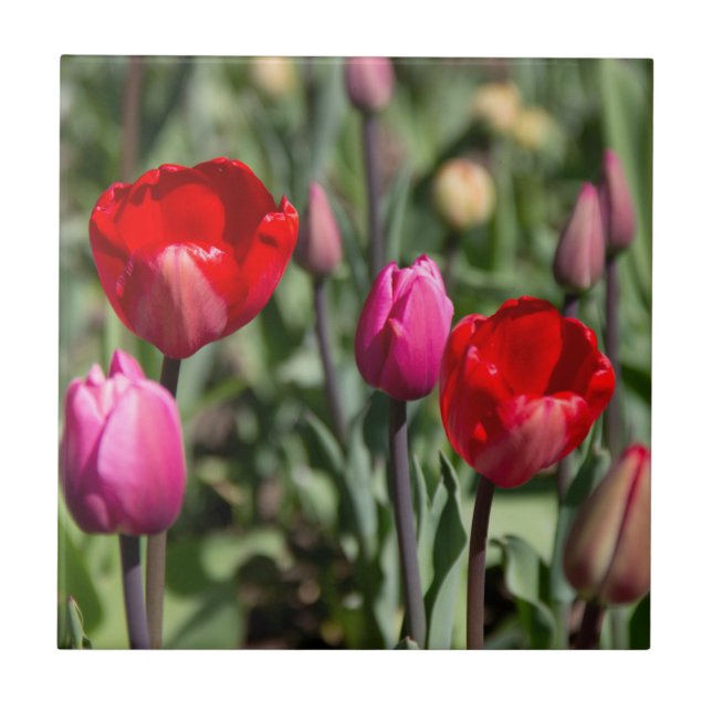 Delicate red and purple tulips tile (Front)