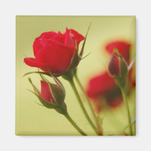 Delicate Red Rose Magnet