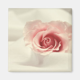 Delicate Rose Magnet
