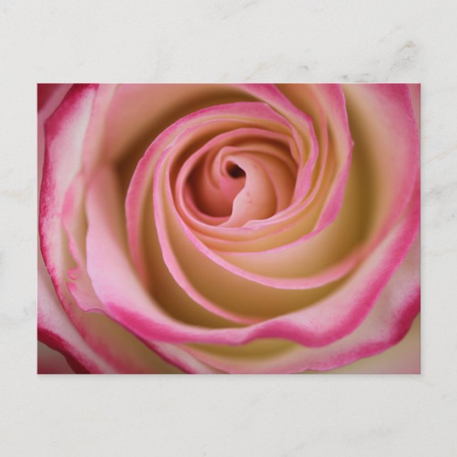 Delicate Rose Petal Spiral Postcard (Front)
