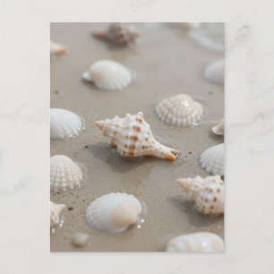 Delicate Seashells Beach Serenity Postcard