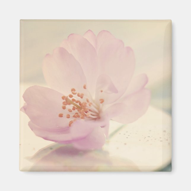 Delicate Soft Pink Cherry Blossom Flower Magnet (Front)