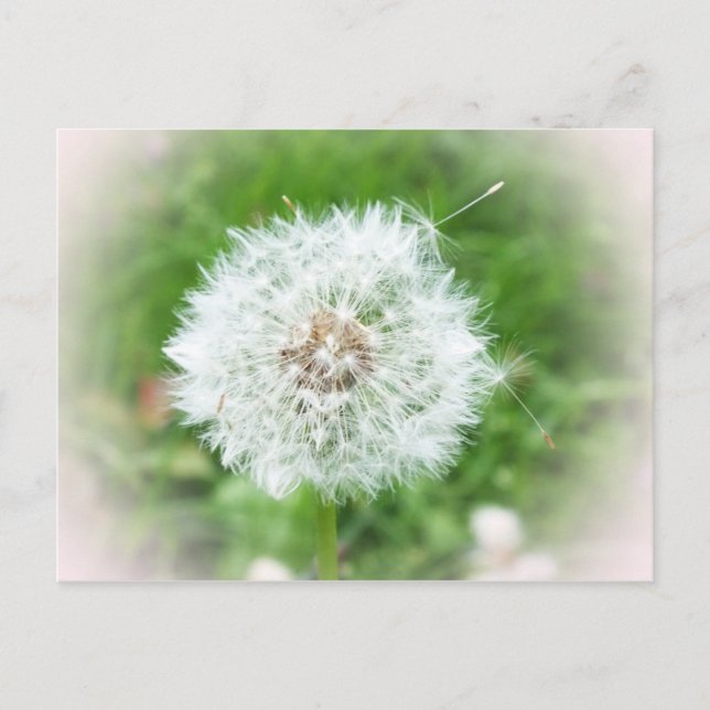 delicate white blossom postcard (Front)