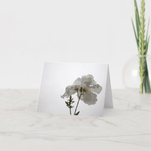 Delicate White Card