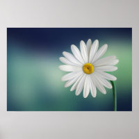 Delicate White Daisy