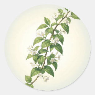 Delicate White Jasmine Branch Illustration Classic Round Sticker