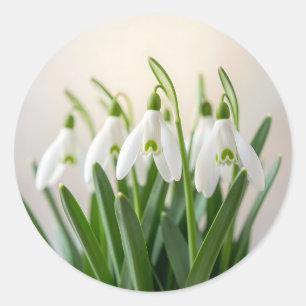 Delicate White Snowdrop Flowers Spring Bloom Classic Round Sticker