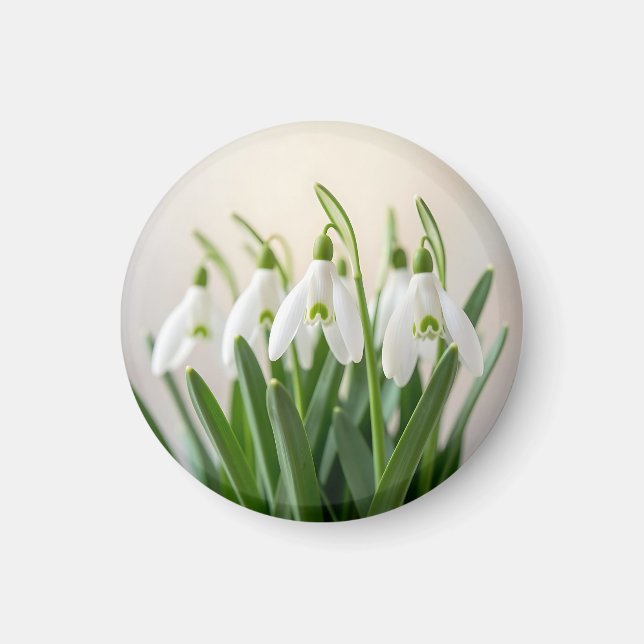 Delicate White Snowdrop Flowers Spring Bloom Magnet (Front)