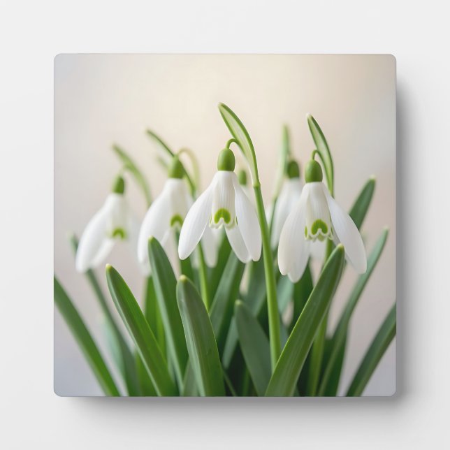Delicate White Snowdrop Flowers Spring Bloom Plaque (Front)