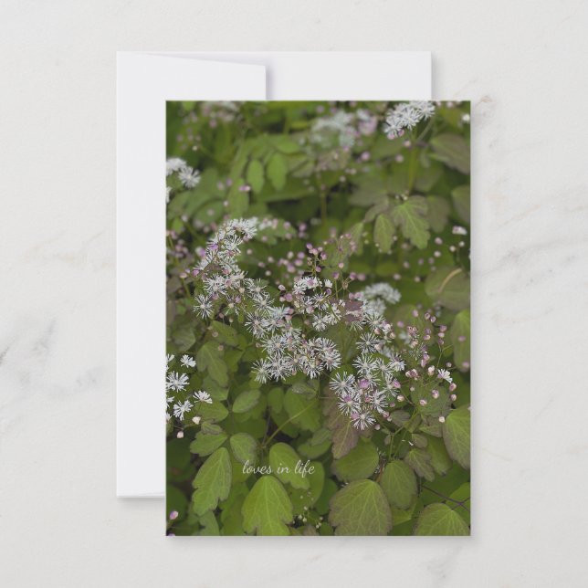 Delicate White Summer Flowers Card (Front)