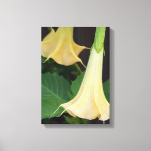 Delicate yellow Angels Trumpet flower Canvas Print