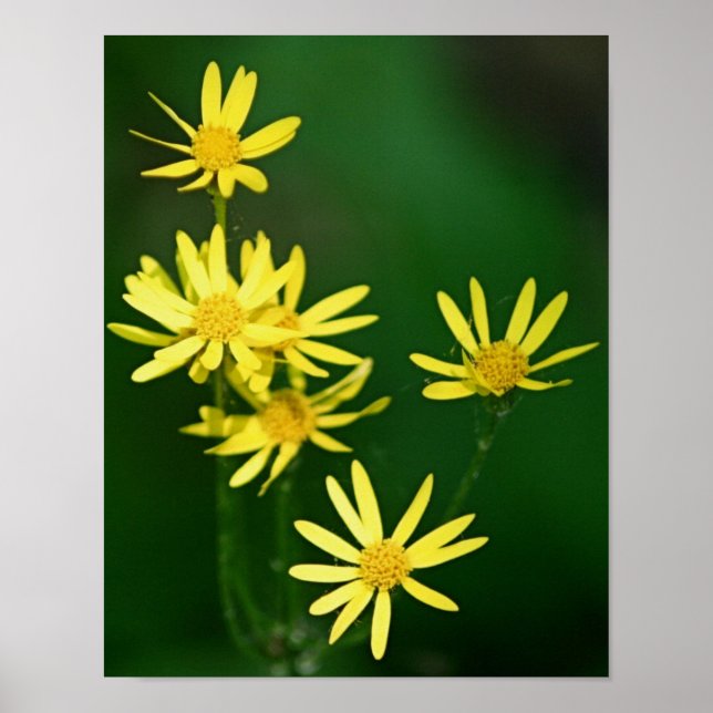 Delicate Yellow Daisy Wildflowers Poster (Front)