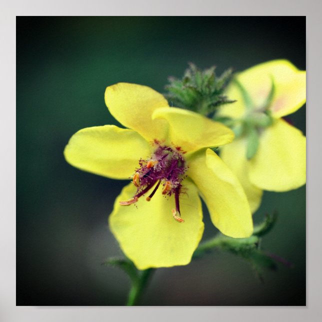Delicate Yellow Wildflower Poster (Front)