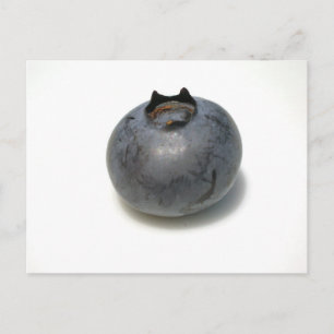 Delicious Blueberry Postcard