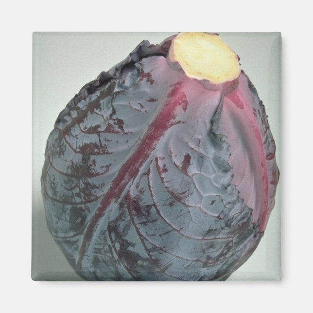 Delicious Cabbage Magnet (Front)