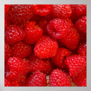 Delicious cute dark pink raspberry photograph poster
