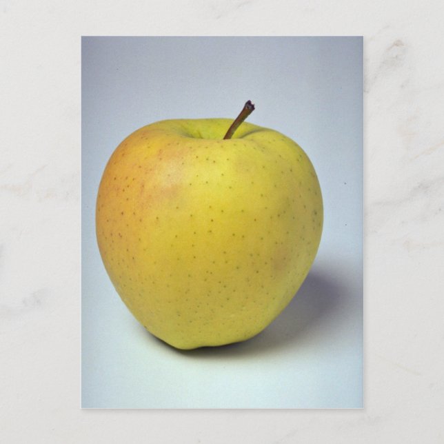 Delicious Golden Delicious apple Postcard (Front)