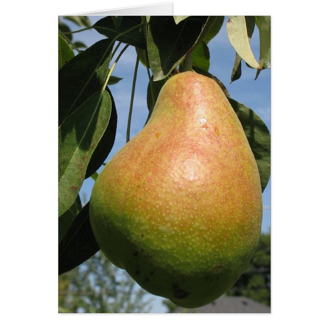 Delicious Pear (Front)