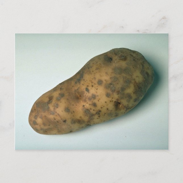 Delicious Potato Postcard (Front)